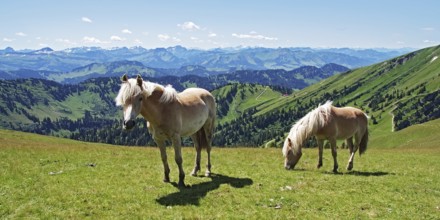 Haflinger horses on the Gelchenwanger ridge with a view of the Alpine chain, Nagelfluhkette, Allgäu