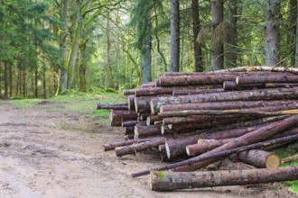 Timber stack by the forest road
