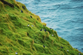 Several puffins dotting a grassy cliff side with the ocean in the background, bird, puffins,