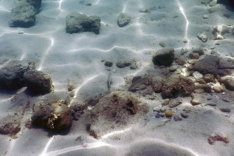 Sandy bottom, fish swimming underwater