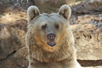 Big Bear posing for visitors in the park - safari in Tel Aviv
