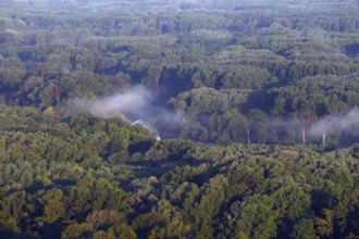 Danube floodplain forests near Hainburg, Austria, Europe