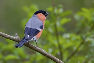 Bullfinch, Bullfinch, Pyrrhula pyrrhula