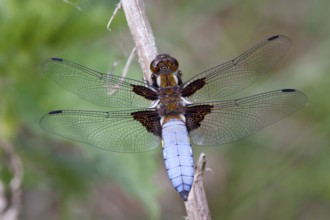 Libellula depressa, flat-bellied, male