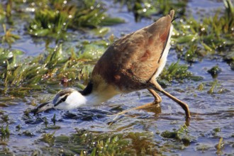 Blue-fronted Jacana, African Jacana