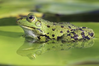 Edible Frog, Pelophylax esculentus