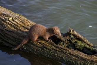 American mink (Neovison vison) on the hunt on the lake Michigan