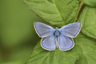 Blue-winged Blue (Polyommatus icarus)