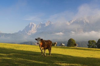 On a farm in the high mountains in Austria