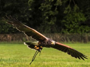 UK - Harris Hawk in Flight at low level