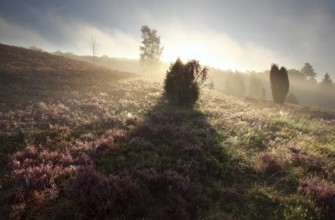 Juniper tree shadow on heathland at sunrise, Totengrund, Germany, Europe