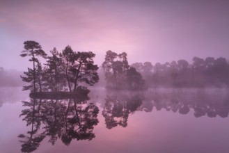 Purple misty sunrise over wild lake in forest, Noord Brabant, Netherlands