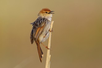 Vley's Cisticola, (Cisticola tinniens), biotope, habitat, perch, False Bay Nature Reserve Stran,