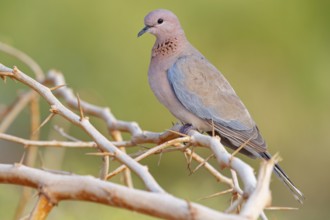 Palm Pigeon, (Streptopelia senegalensis), Gambia, Africa, Pigeon family, Tendaba camp / Tendaba