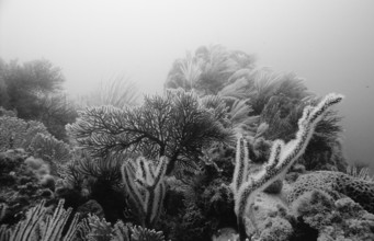 Coral reef, South Africa, Port Elizabeth, Ibhayi, Madiba Bay, Indian Ocean, Africa