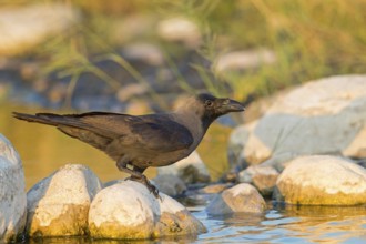 Glossy crow, (Corvus splendens), omnivore, genus of ravens and crows, corvids, Raysut, Salalah,
