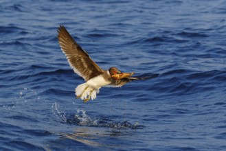 Hemprich's Gull, (Ichthyaetus hemprichii), (Larus hemprichii), Fish Eagle Gull Salalah, Off Mirbat,