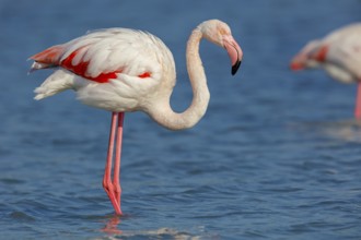 Pink flamingo, (Phoenicopterus ruber), Phoenicopterus roseus, animals, birds, flamingo, biotope,