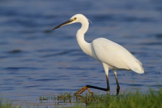Animals, birds, heron, egret, biotope, habitat, foraging, (Egretta garzetta), Khawr Rawri, Salalah,