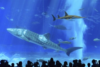 Whale shark in Okinawa Churaumi Aquarium, Japan, Asia