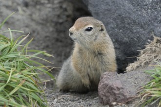 Curious but cautious wild animal Arctic ground squirrel peeps out of hole under stone and looking