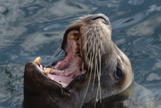 Closeup portrait of wild Steller Sea Lion or Northern Sea Lion (Eumetopias Jubatus) with wide open
