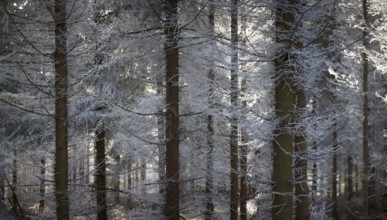 Hoarfrost on a spruce forest