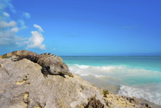Mexican iguana in Tulum with Caribbean sea of Riviera Maya Mexico