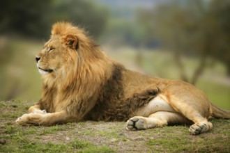 Beautiful Lion wild male animal portrait king of jungle