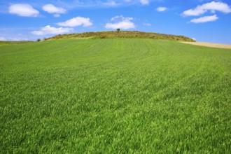 Cereal fields by The Way of Saint James in Castilla near Burgos
