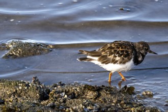Birds on a rock in the sea