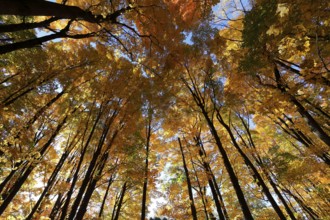 Nature, autumnal forest, view from below into the tree tops, Province of Quebec, Canada, North