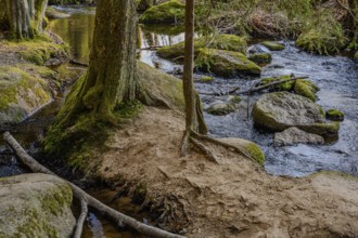 Forest landscape with a stream, surrounded by trees, rocks and moss, Höllbachtal, Upper Palatinate