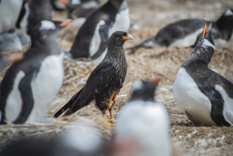 Falkland caracara (Phalcoboenus australis) in a colony of gentoo penguins (Pygoscelis papua),