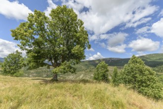Lime tree at the top of a mountain in the Drome. France, Provence