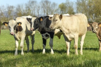 Calves in a pasture in spring in France