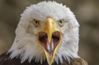 Bald Headed Eagle, close up shot with blurred background