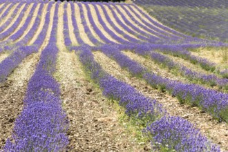 Lavender fields in bloom in Provence. Valensole Plateau (Alpes-de-Haute-Provence) Pays de Sault