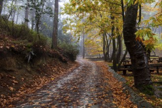 Empty road in autumn with trees and leaves on the ground after rain at Troodos mountains in Cyprus.