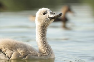 Young swan on a sunny spring morning