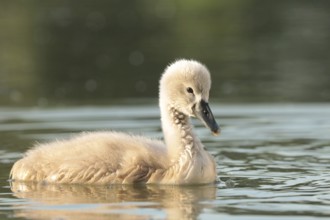 Young swan on a sunny spring morning