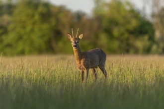 Roebuck (Capreolus capreolus) in a spring meadow. Bas-Rhin, Collectivite europeenne d'Alsace, Grand