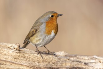 European Robin (Erithacus rubecula) perched on a branch in the forest in winters. Alsace, France,