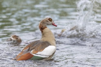 Egyptian goose (Alopochen aegyptiaca) washing its feathers in a river. Bas-Rhin, Collectivite