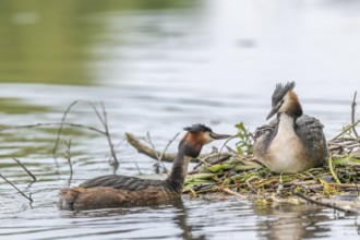 Great Crested Grebe (Podiceps cristatus) bringing a small fish for the chicks a few days old on a