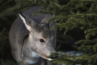 Roe deer in the forest, Capreolus capreolus. Wild roe deer in nature