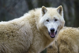 Arctic wolf (Canis lupus arctos), also known as the white wolf or polar wolf