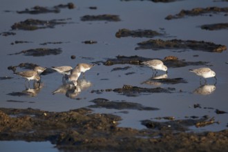 Calidris minuta, Tavira salt lake, Tavira, Algarve, Portugal, Europe