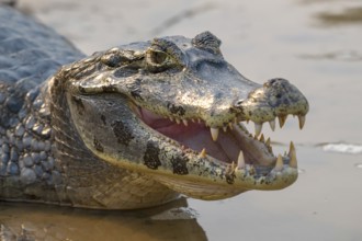 Caiman (Caimaninae), Crocodile (Alligatoridae), crocodile (Crocodylia), open mouth, animal