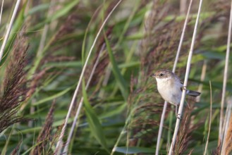 Whitethroat (Sylvia communis) sitting in the reeds on Juist, East Frisian Islands, Germany, Europe
